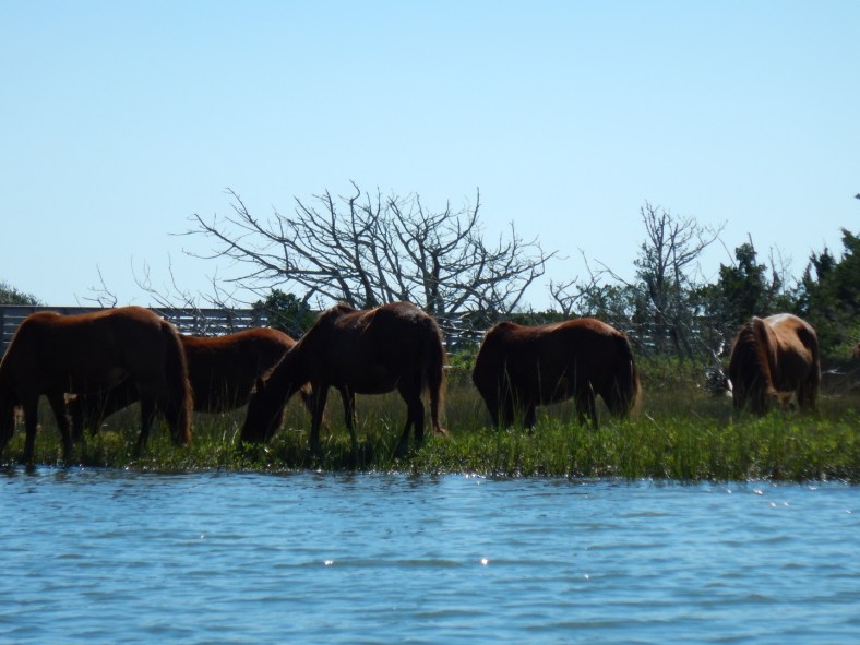 Wild Horses of Carrot Island, Beaufort, NC