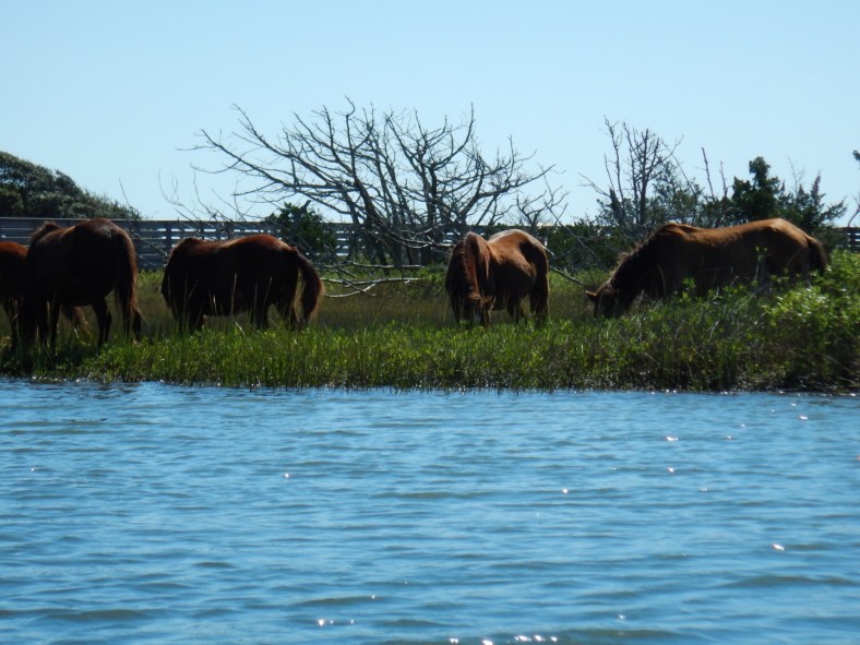 Wild Horses of Carrot Island, Beaufort, NC